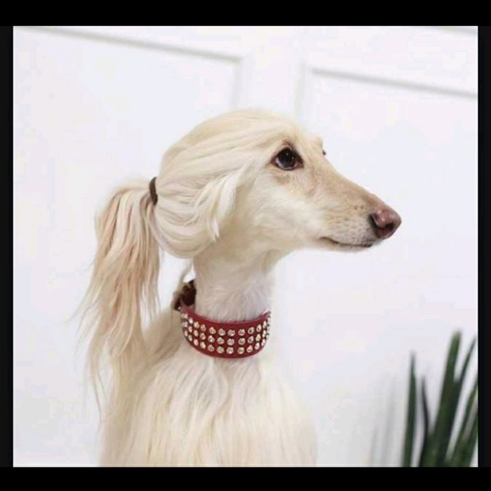 Meet your Posher, Jayna